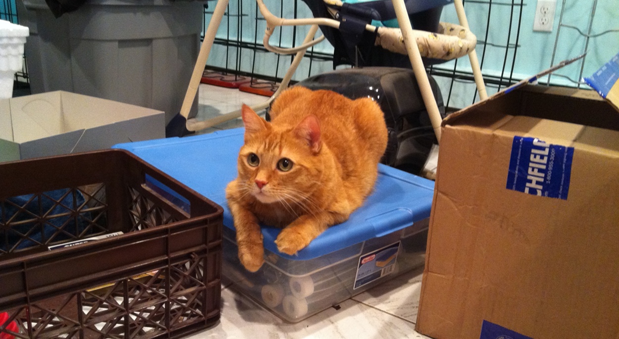 orangecat.JPG